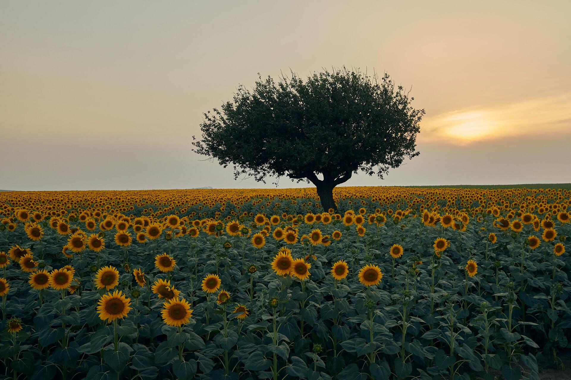 Download Landscape Sunset 4k Ultra HD Wallpaper