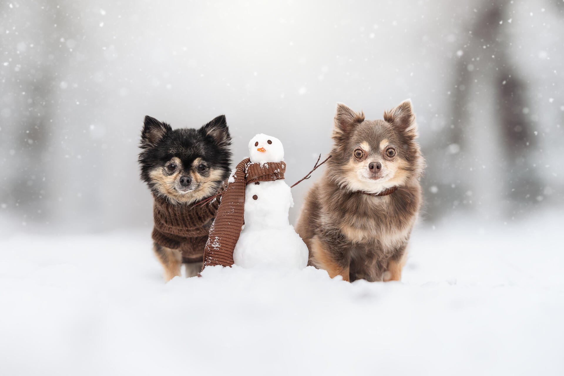 Download Animal Dog HD Wallpaper | 2048x1365 | Wallpaper Abyss