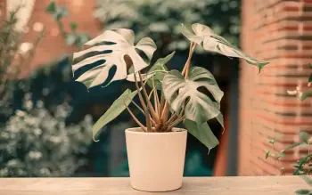 weiße flecken auf monstera Monstera Deliciosa Variegata – Foliage Dreams main image 1
