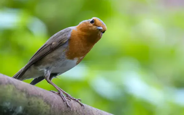 Animal bird HD Desktop Wallpaper | Background Image