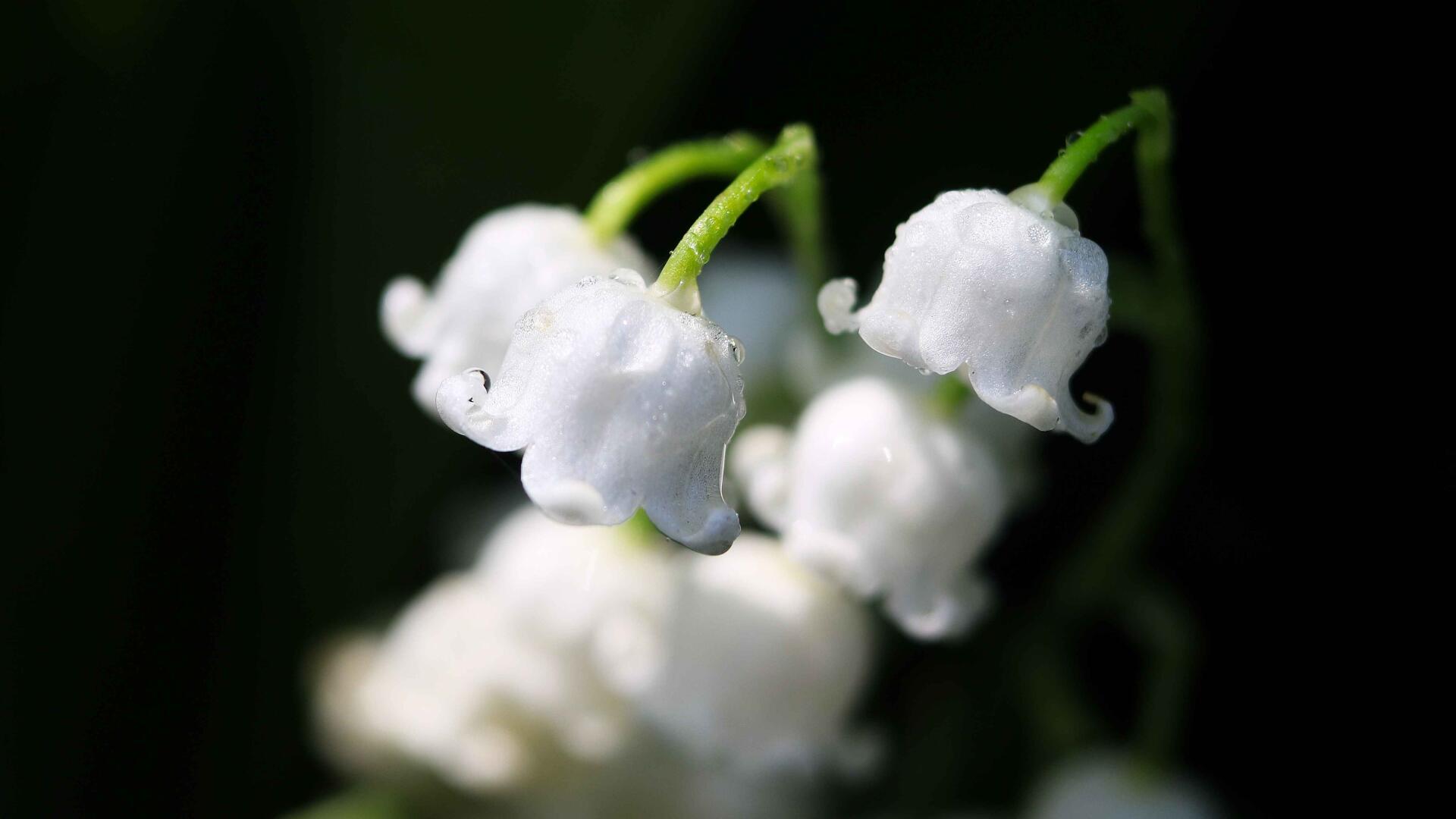 Download Flower Macro 4k Ultra HD Wallpaper