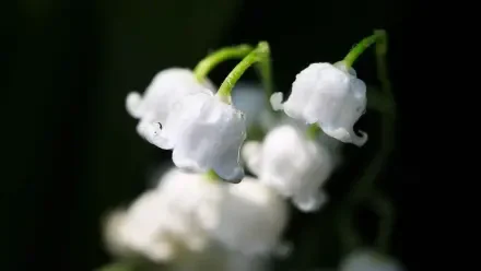 flower macro HD Desktop Wallpaper | Background Image