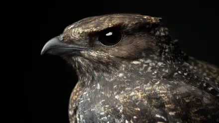 Close-up of a Nightjar bird, showcasing its intricate feather patterns and striking dark eye. This HD image serves as a captivating desktop wallpaper and background.