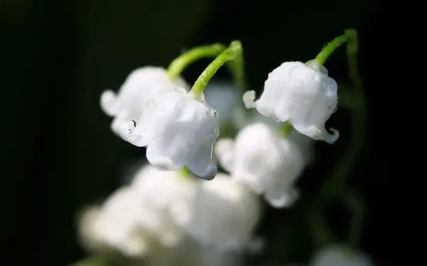 flower macro HD Desktop Wallpaper | Background Image