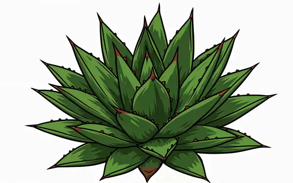 A vibrant illustration of an agave plant, showcasing its thick, green leaves with pointed tips and serrated edges, designed for use as a 4K Ultra HD desktop wallpaper and background.