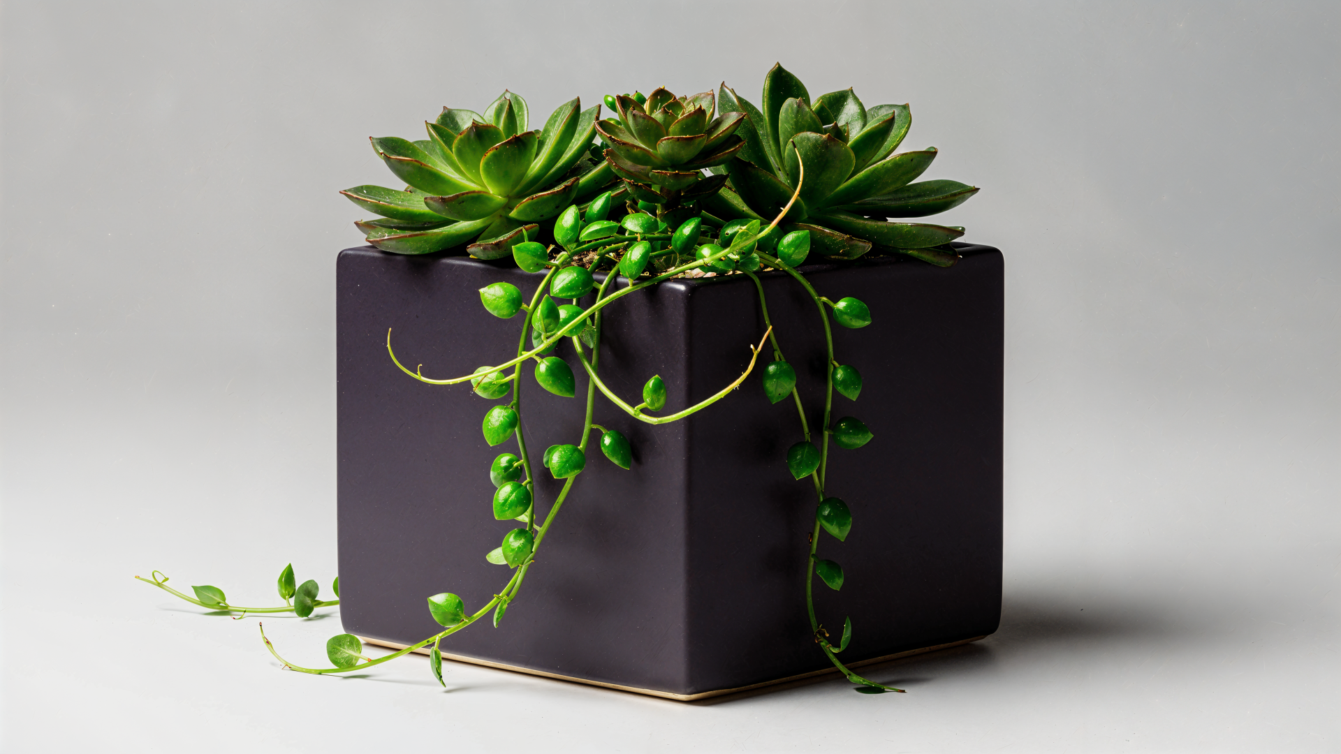 4K Ultra HD PC desktop wallpaper: minimalist dark cube planter holding green succulents and trailing string-of-pearls against a soft neutral background.