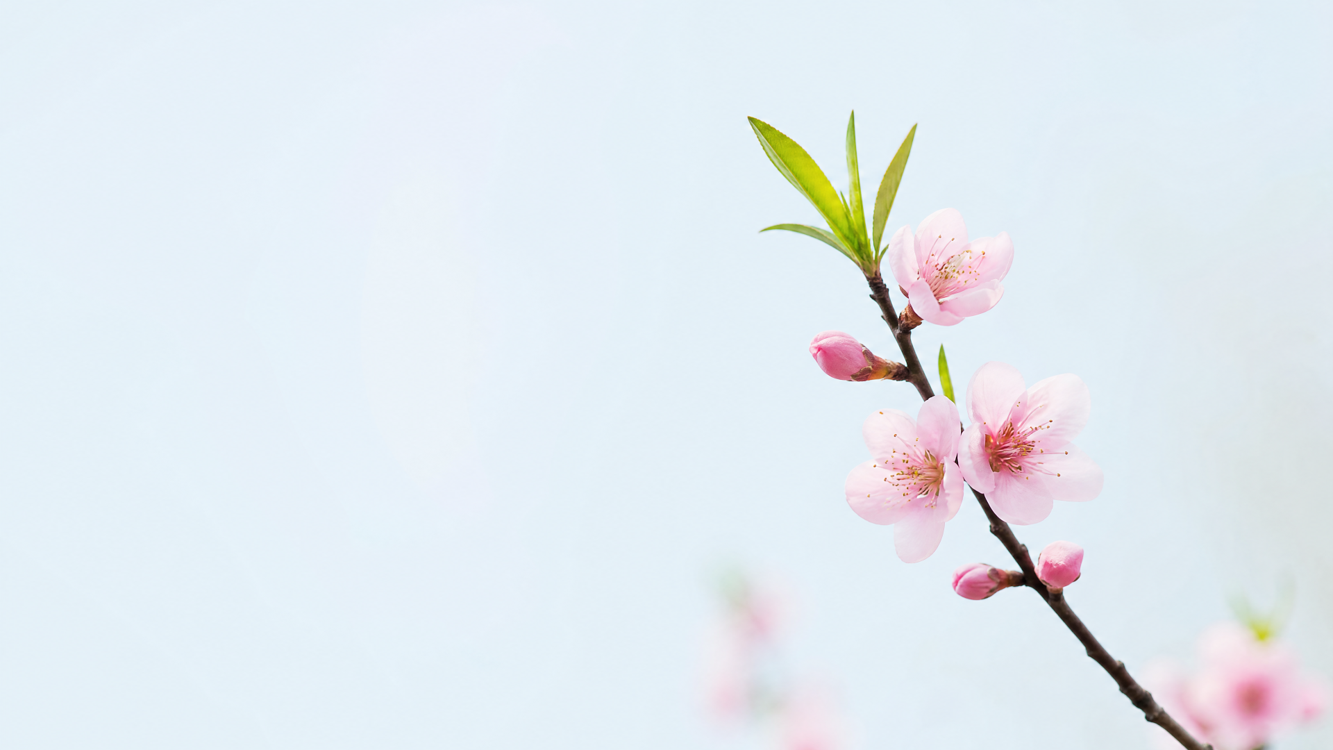 Minimalist spring blossom branch with pale pink flowers and fresh green leaves on a soft pastel backdrop — 4K Ultra HD PC desktop wallpaper and background.
