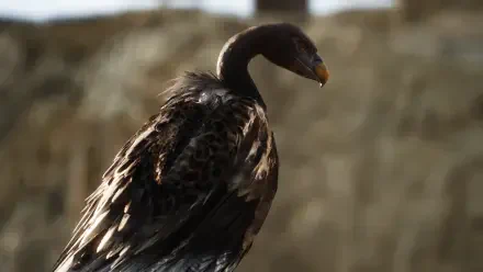 4K Ultra HD PC desktop wallpaper and background showing a California condor close-up, evoking the video game Metal Gear Solid Δ: Snake Eater atmosphere.