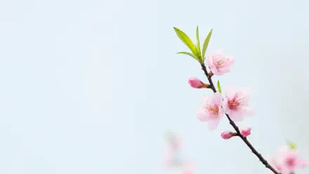 Minimalist spring blossom branch with pale pink flowers and fresh green leaves on a soft pastel backdrop — 4K Ultra HD PC desktop wallpaper and background.