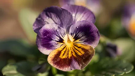 Close-up pansy with purple, yellow and rust tones and dew drops, vivid bokeh background — 4K Ultra HD PC desktop wallpaper/background.
