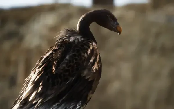 4K Ultra HD PC desktop wallpaper and background showing a California condor close-up, evoking the video game Metal Gear Solid Δ: Snake Eater atmosphere.
