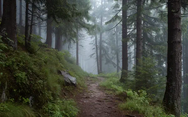 4K Ultra HD PC desktop wallpaper of a misty forest trail winding between tall evergreens, mossy undergrowth and soft, diffused fog.