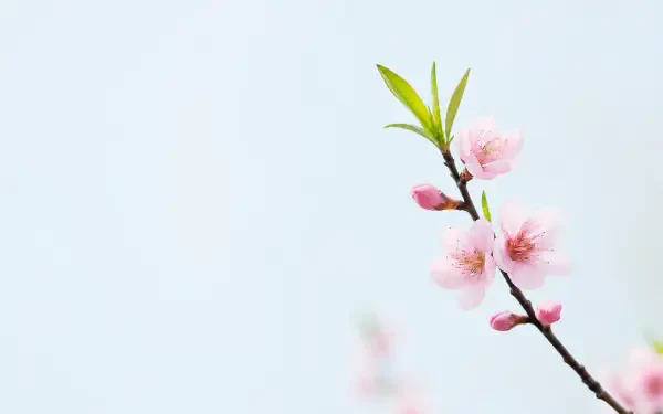 Minimalist spring blossom branch with pale pink flowers and fresh green leaves on a soft pastel backdrop — 4K Ultra HD PC desktop wallpaper and background.