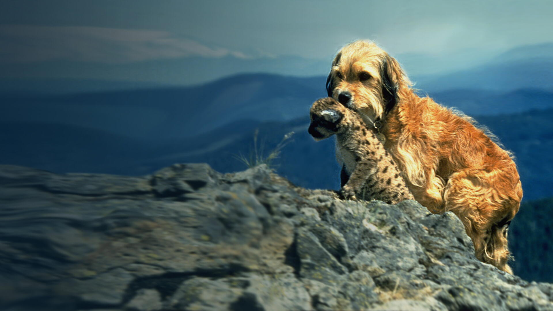 Benji: The Hunted — 4K Ultra HD PC desktop wallpaper depicting a golden dog carrying a fawn on a rocky cliff with misty blue mountains in the background.