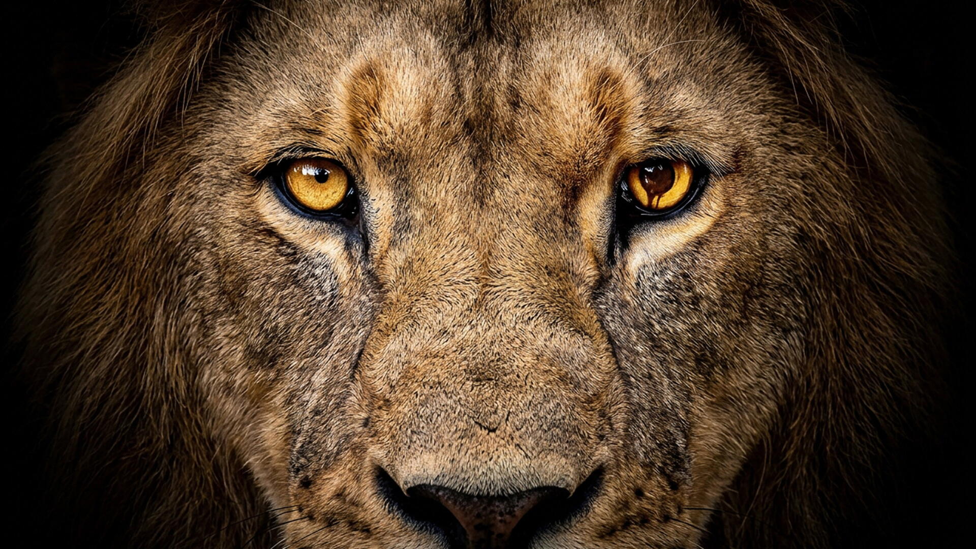 Close-up of a lion's face with intense amber eyes on a dark background — 4K Ultra HD PC desktop wallpaper/background, tagged Zoo (TV Show).