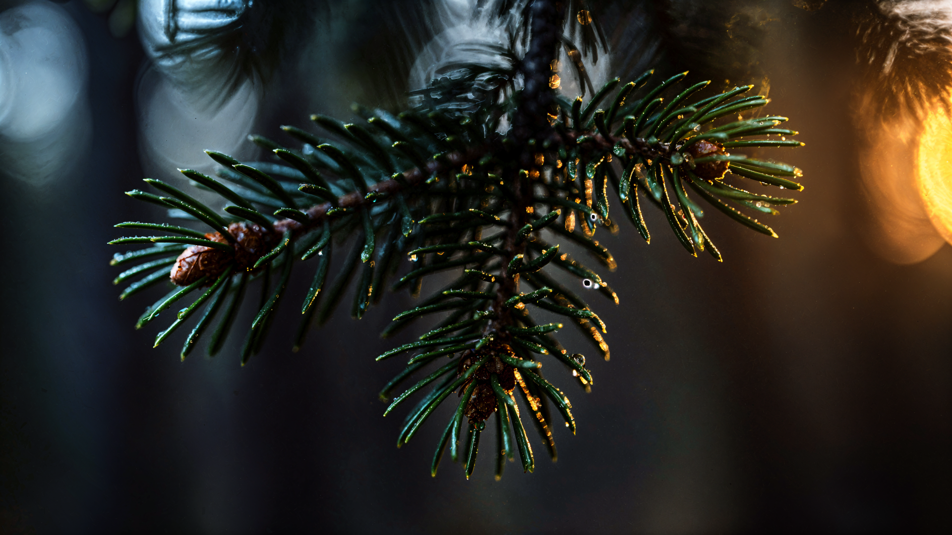Close-up of an evergreen pine branch with dewdrops, warm sunlight and dark bokeh forest, 4K Ultra HD PC desktop wallpaper background.