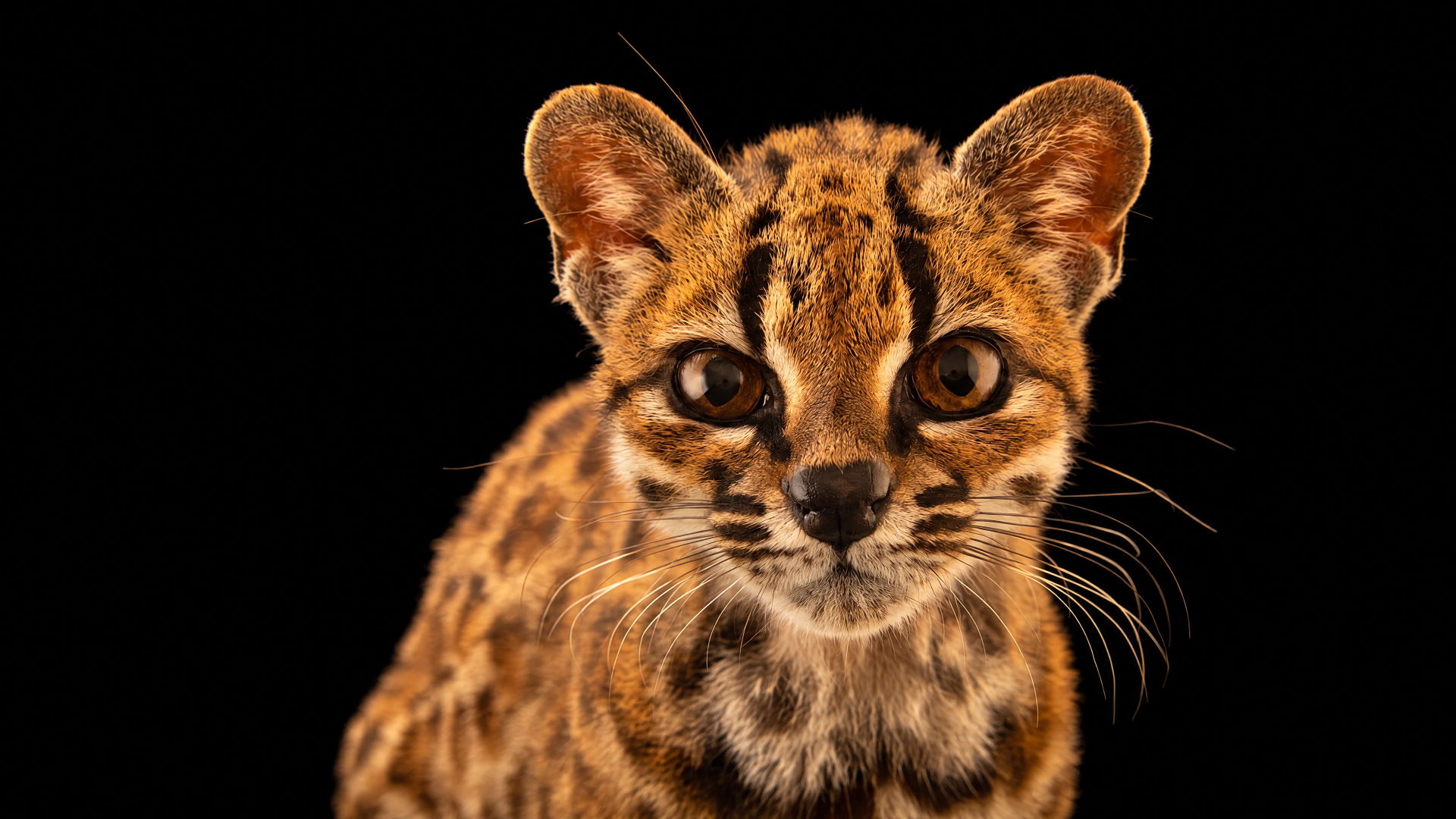 Tilcayo meme wildcat cat: close-up of a spotted wildcat staring into the camera on a black background — 4K Ultra HD PC desktop wallpaper and background.
