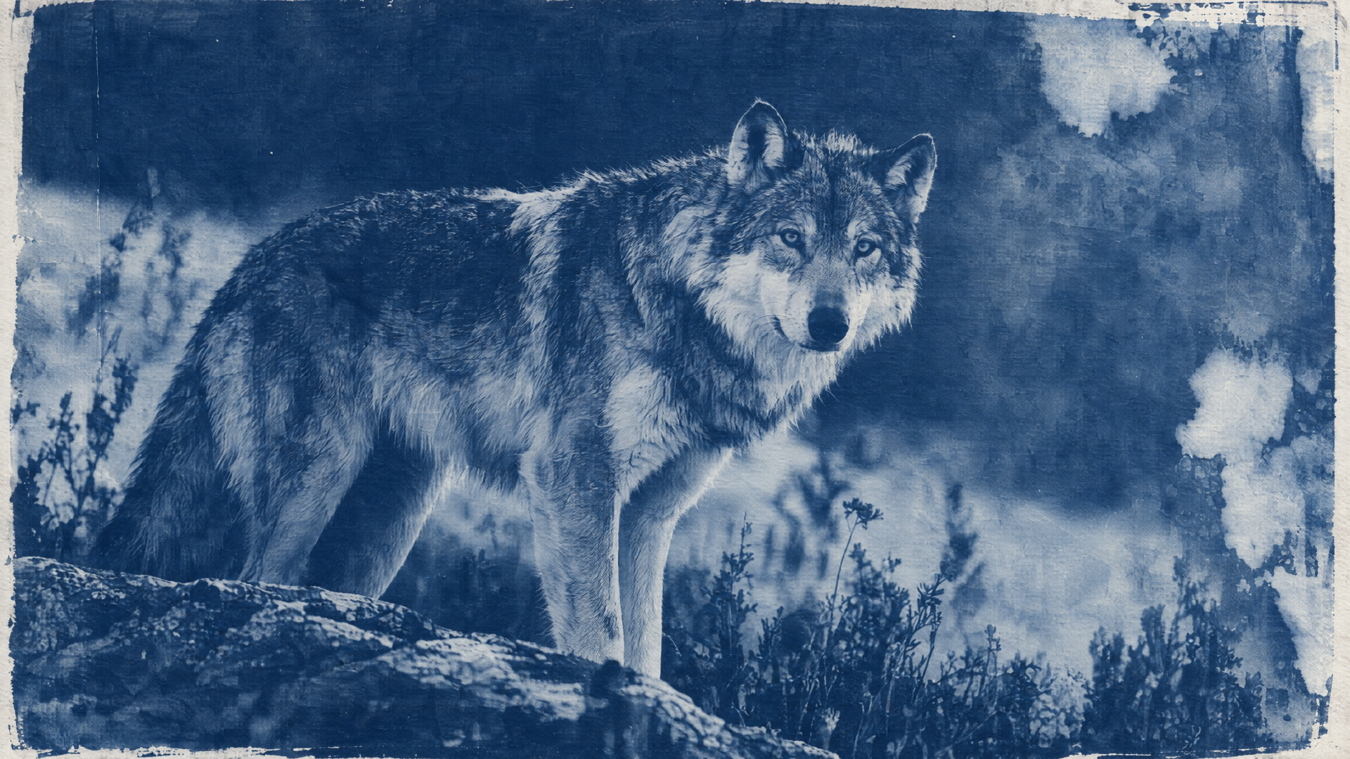 A gray wolf stands on a snowy mountain ridge in a blue-toned winter landscape, 4K Ultra HD PC desktop wallpaper.