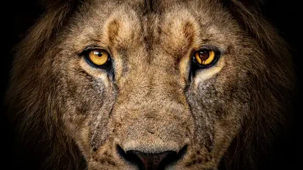 Close-up of a lion's face with intense amber eyes on a dark background — 4K Ultra HD PC desktop wallpaper/background, tagged Zoo (TV Show).