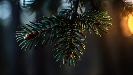 Close-up of an evergreen pine branch with dewdrops, warm sunlight and dark bokeh forest, 4K Ultra HD PC desktop wallpaper background.