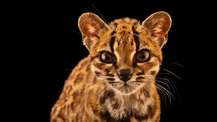 Tilcayo meme wildcat cat: close-up of a spotted wildcat staring into the camera on a black background — 4K Ultra HD PC desktop wallpaper and background.