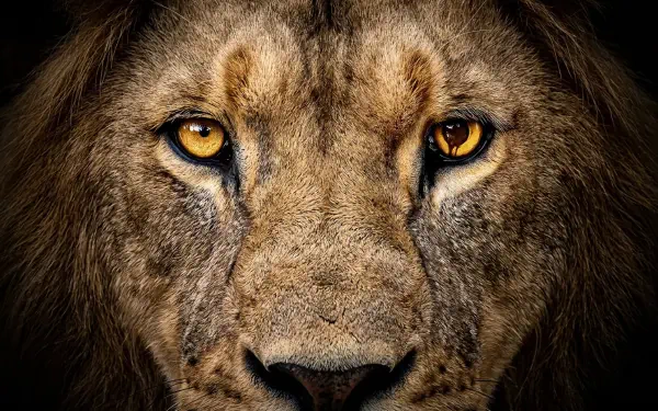 Close-up of a lion's face with intense amber eyes on a dark background — 4K Ultra HD PC desktop wallpaper/background, tagged Zoo (TV Show).