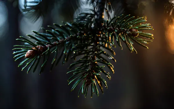 Close-up of an evergreen pine branch with dewdrops, warm sunlight and dark bokeh forest, 4K Ultra HD PC desktop wallpaper background.