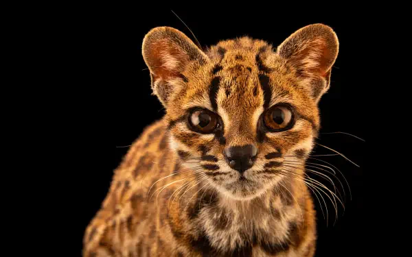 Tilcayo meme wildcat cat: close-up of a spotted wildcat staring into the camera on a black background — 4K Ultra HD PC desktop wallpaper and background.