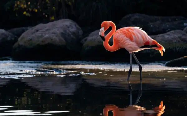 4K Ultra HD PC desktop wallpaper of a pink flamingo standing in shallow water among dark rocks.