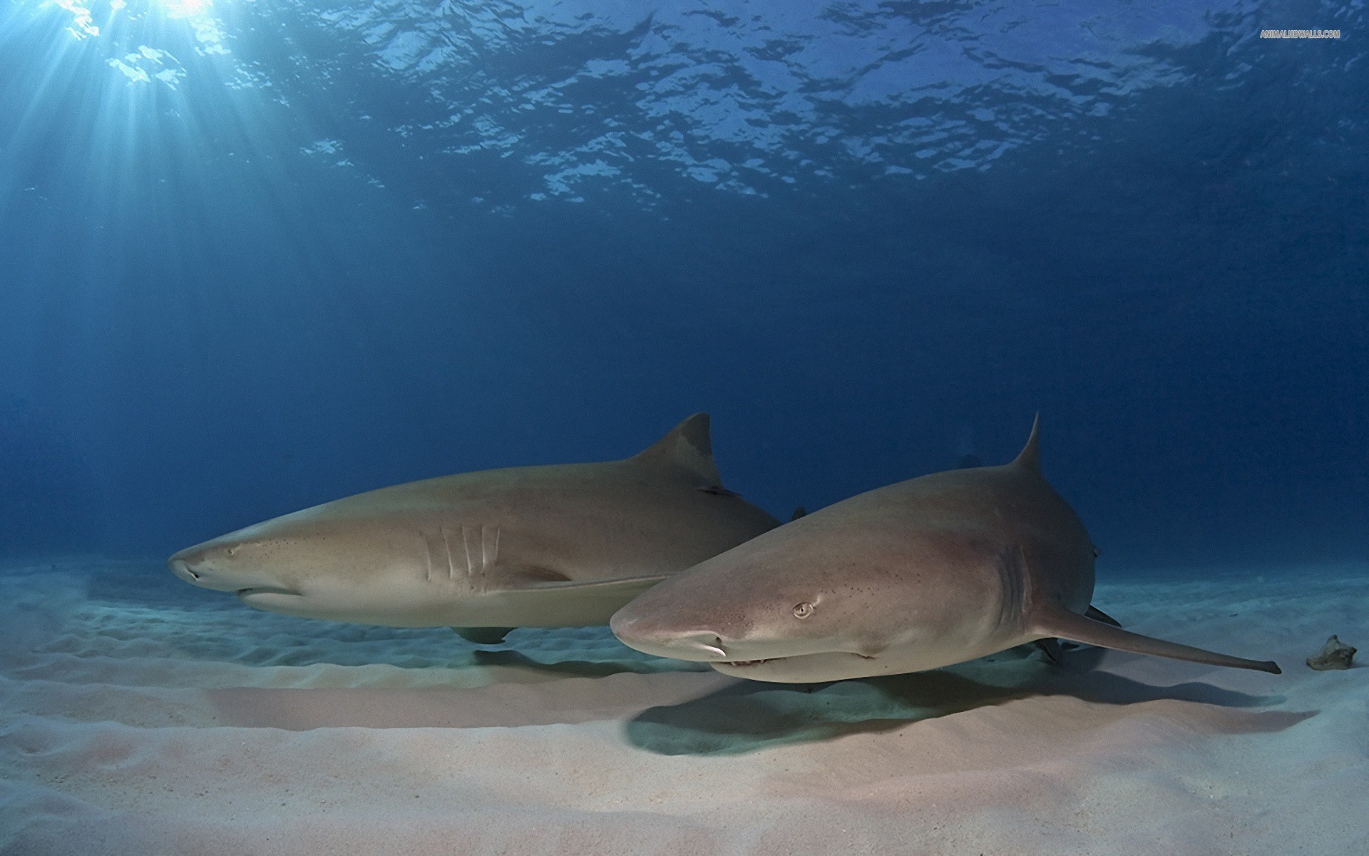 Requin full hd fond d cran and arri re plan 1920x1200 id 283655