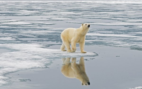 Animal Polar Bear Bears Bear Reflection HD Wallpaper | Background Image