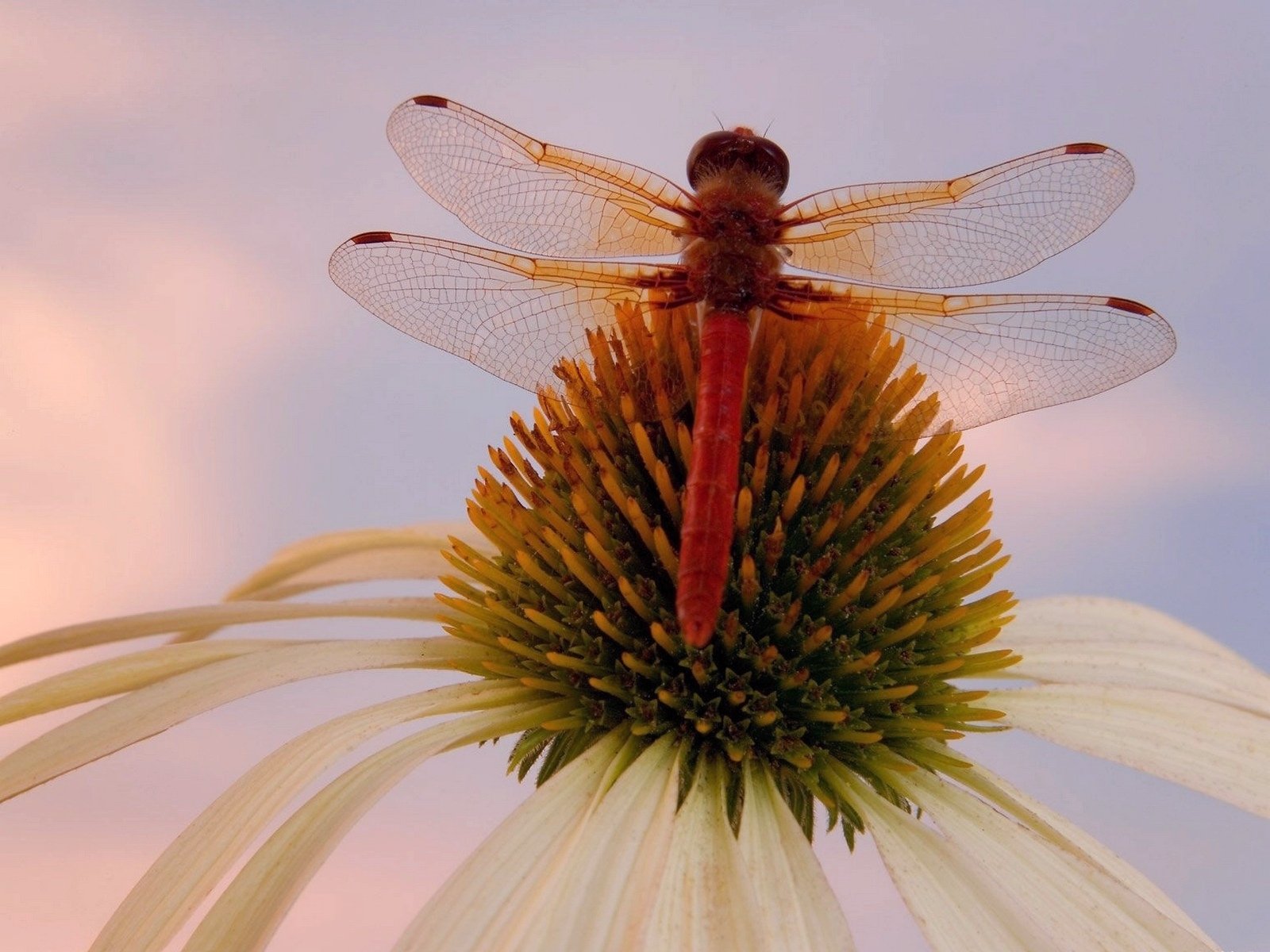 Download Coneflower Macro Close-up Animal Dragonfly Wallpaper by Don Paulson