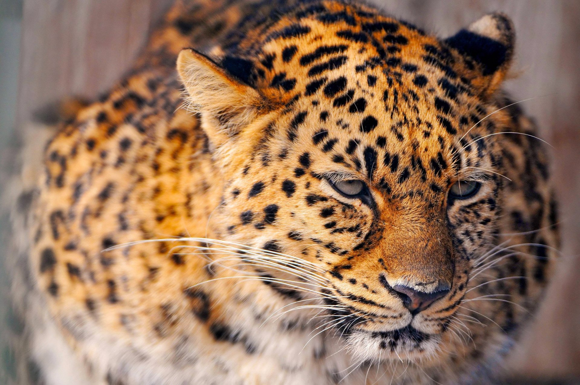 Download Animal Leopard HD Wallpaper