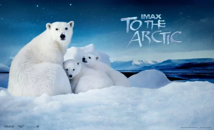 HD desktop wallpaper featuring a baby polar bear and two cubs on snowy ice in Antarctica, promoting the IMAX movie To The Arctic.