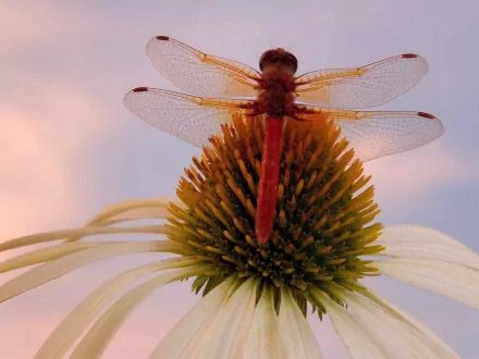 Coneflower macro close-up Animal dragonfly HD Desktop Wallpaper | Background Image