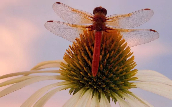 Coneflower macro close-up Animal dragonfly HD Desktop Wallpaper | Background Image