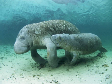 dugong Animal manatee HD Desktop Wallpaper | Background Image
