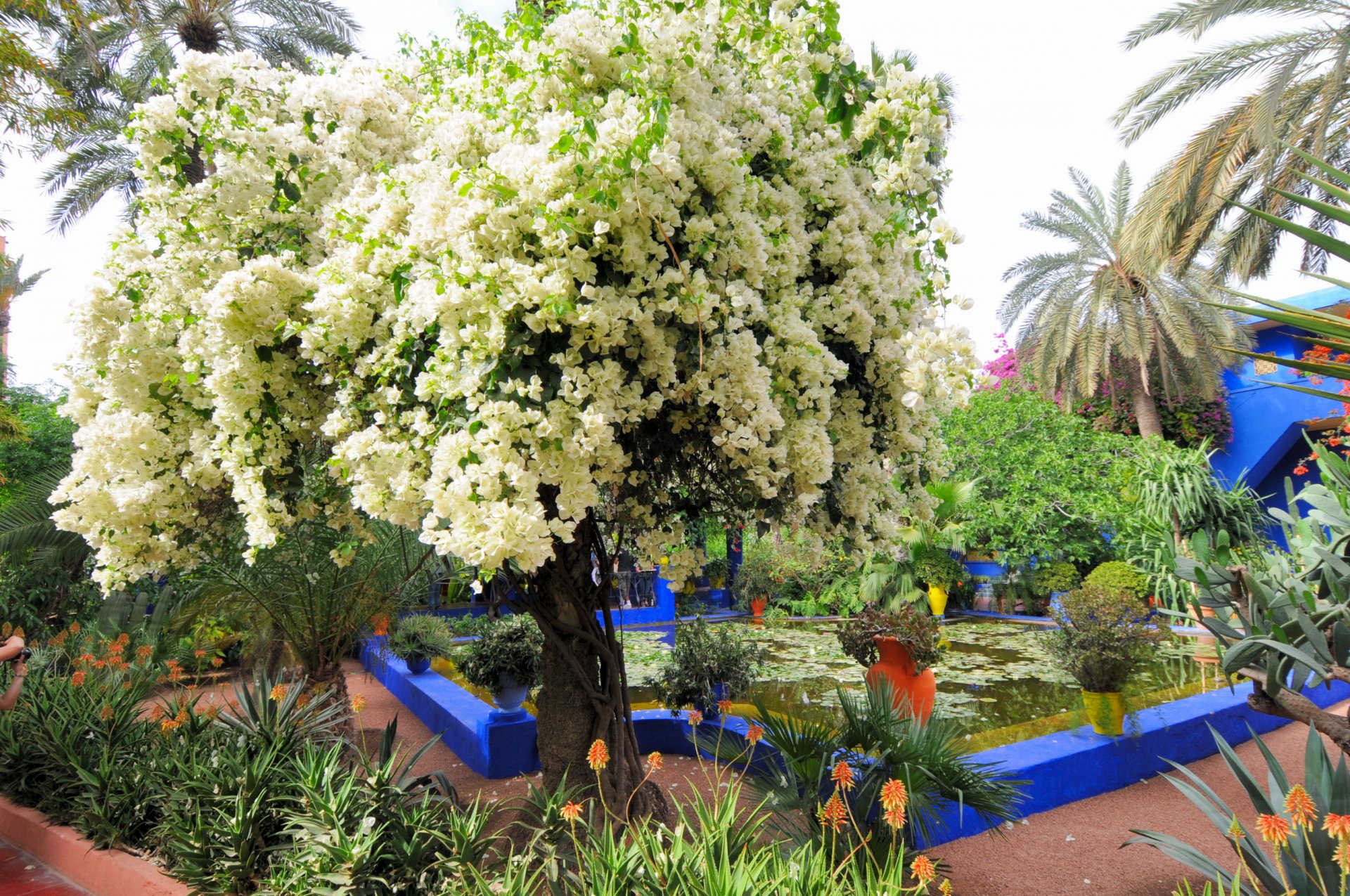 Morocco Marrakech Jardin  Majorelle Full HD  Wallpaper  and 