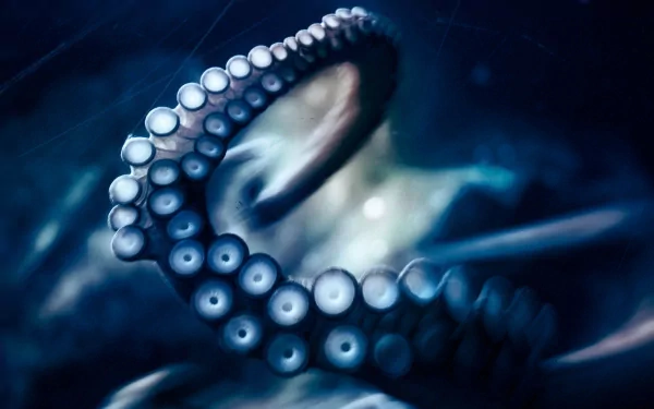  Octopus suckers