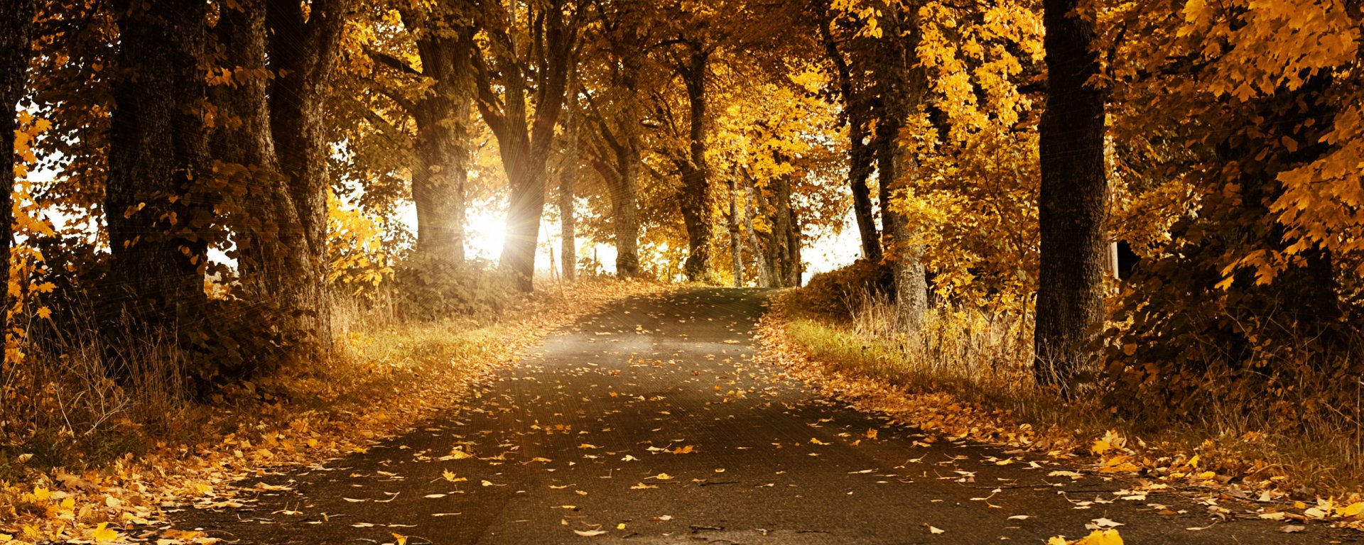 HD desktop wallpaper showing a man-made road winding through a forest with golden autumn leaves scattered along the path and illuminated by soft sunlight.