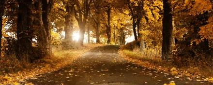 HD desktop wallpaper showing a man-made road winding through a forest with golden autumn leaves scattered along the path and illuminated by soft sunlight.