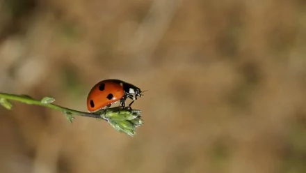HD PC desktop wallpaper featuring a close-up of a vibrant red ladybug perched on a green plant against a softly blurred brown background.
