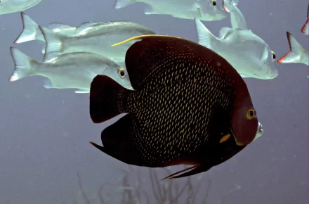 fish Animal angelfish HD Desktop Wallpaper | Background Image