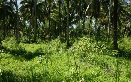 Lush green jungle scene featuring tall palm trees and dense undergrowth, captured in high definition for a vibrant desktop wallpaper and background.