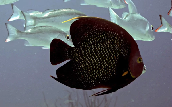 fish Animal angelfish HD Desktop Wallpaper | Background Image