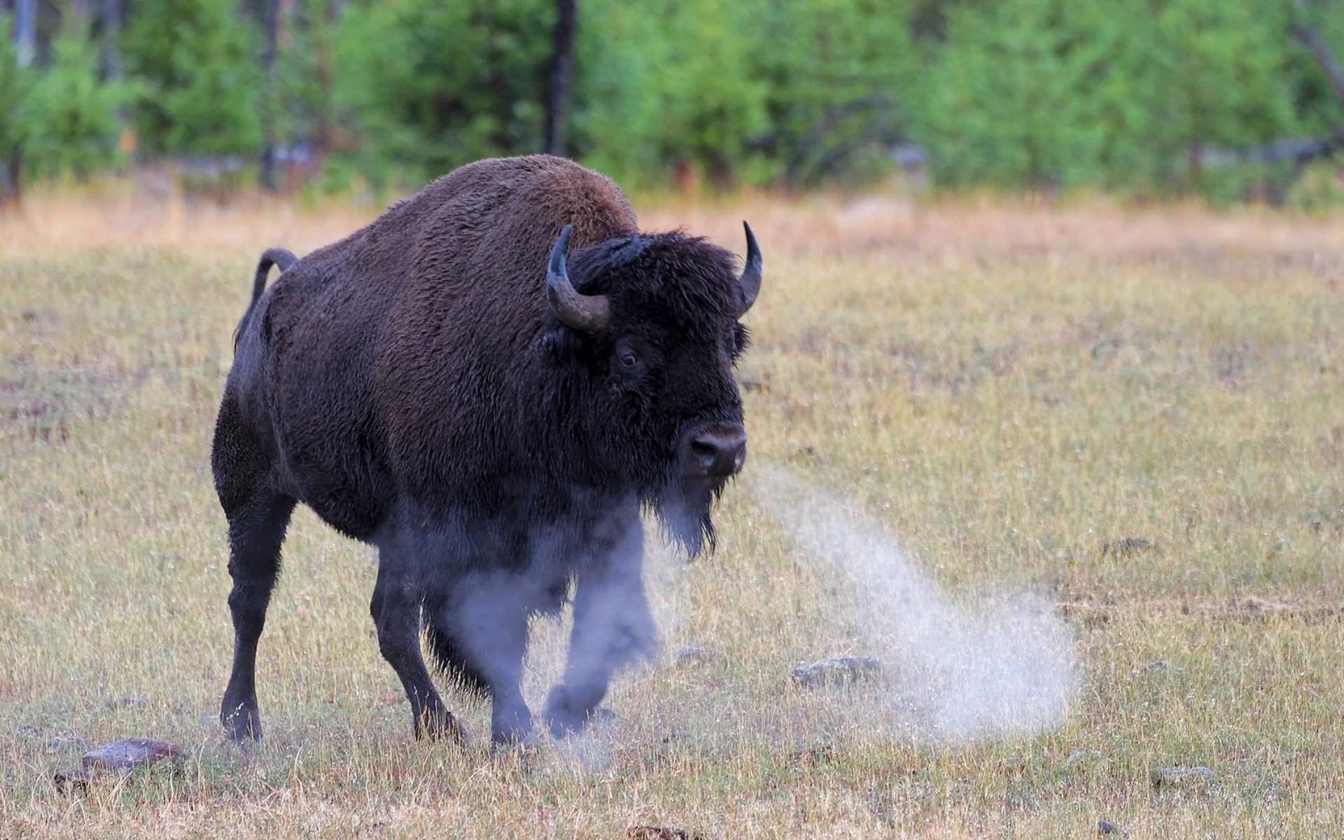 Bison HD Wallpaper | Background Image | 1920x1200 | ID:291367