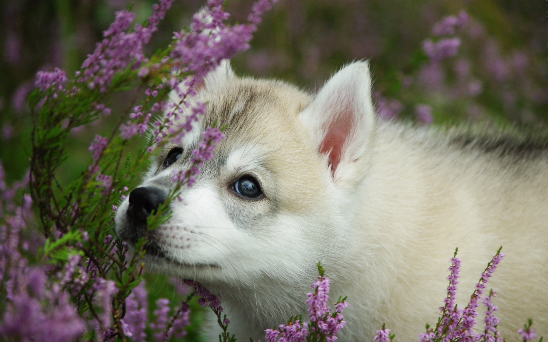 Husky HD Wallpaper | Background Image | 2560x1600