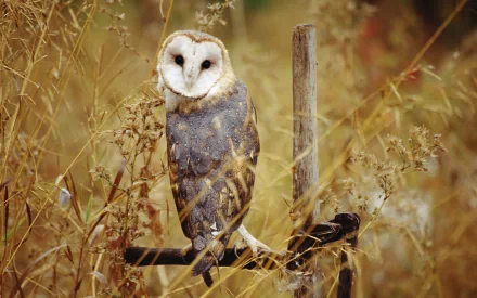 HD PC desktop wallpaper featuring a barn owl perched on a rustic wooden post surrounded by dry grasses and natural autumn tones.