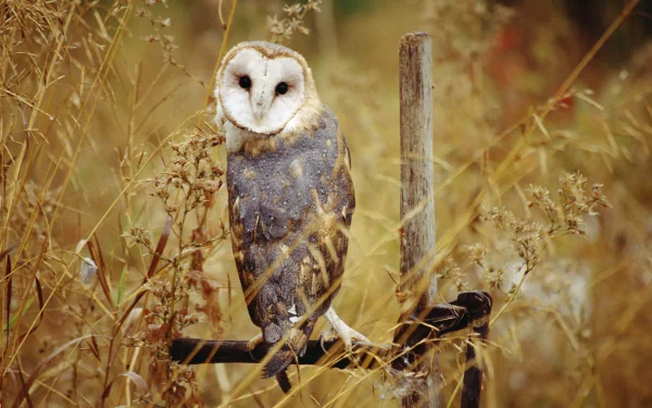 HD PC desktop wallpaper featuring a barn owl perched on a rustic wooden post surrounded by dry grasses and natural autumn tones.