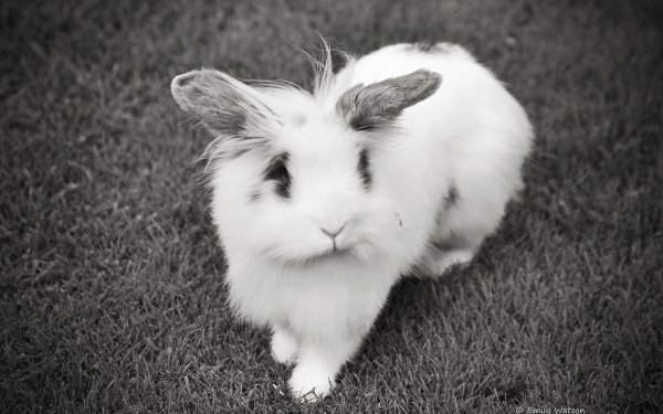 Animal Rabbit HD Wallpaper | Background Image